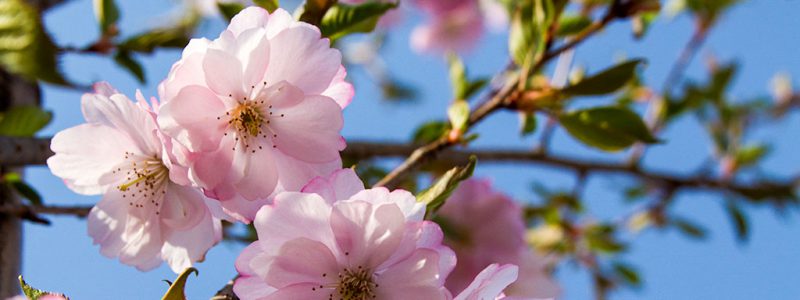 山田町の桜
