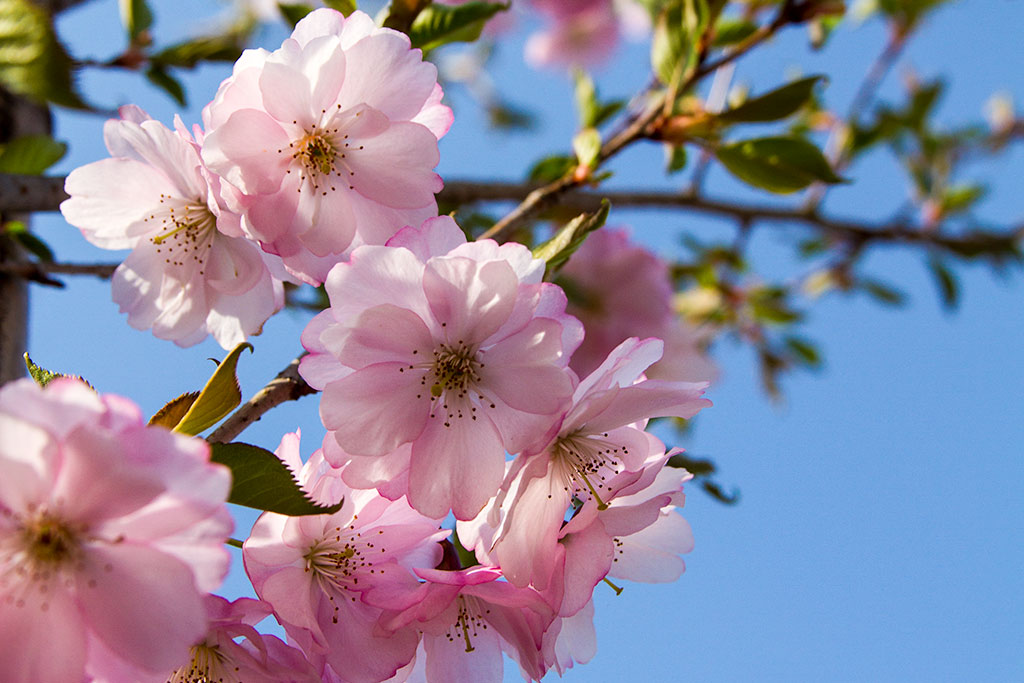 山田町の桜